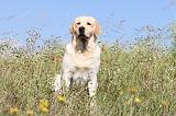 LABRADOR 404